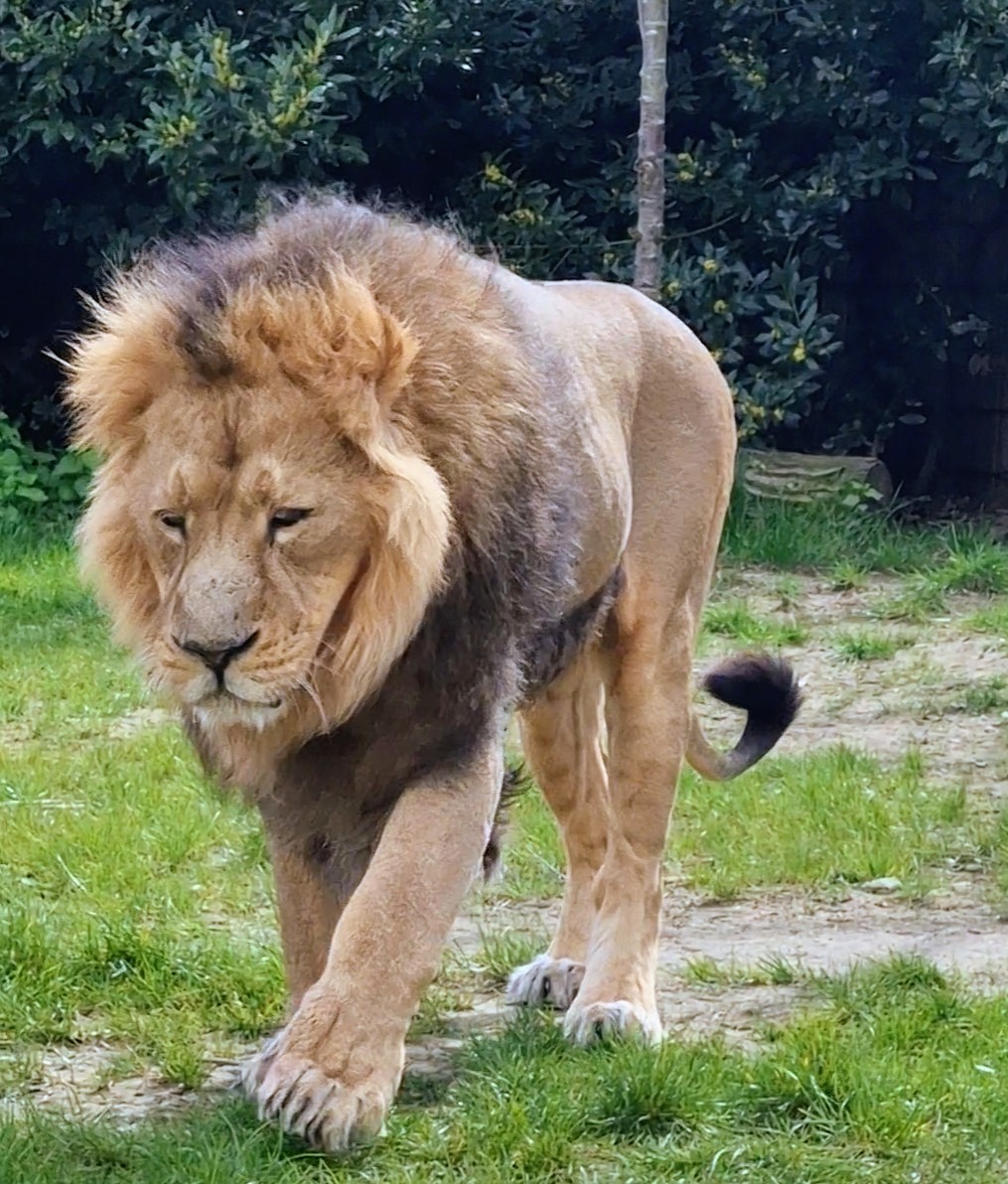 Lion roaming the enclosure at Hertfordshire Zoo.