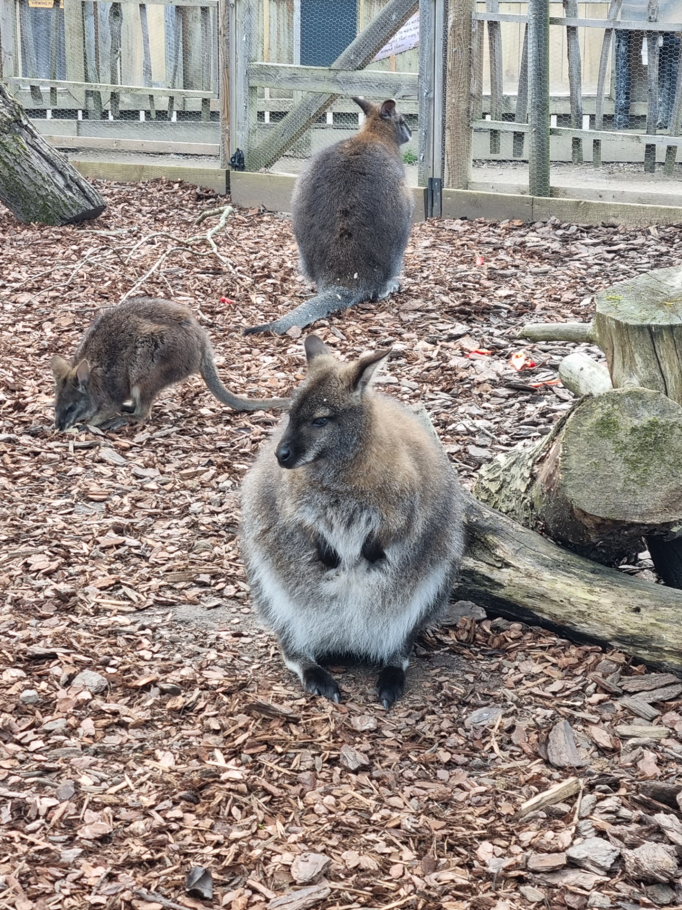 Wallabies in their woodland habitat.